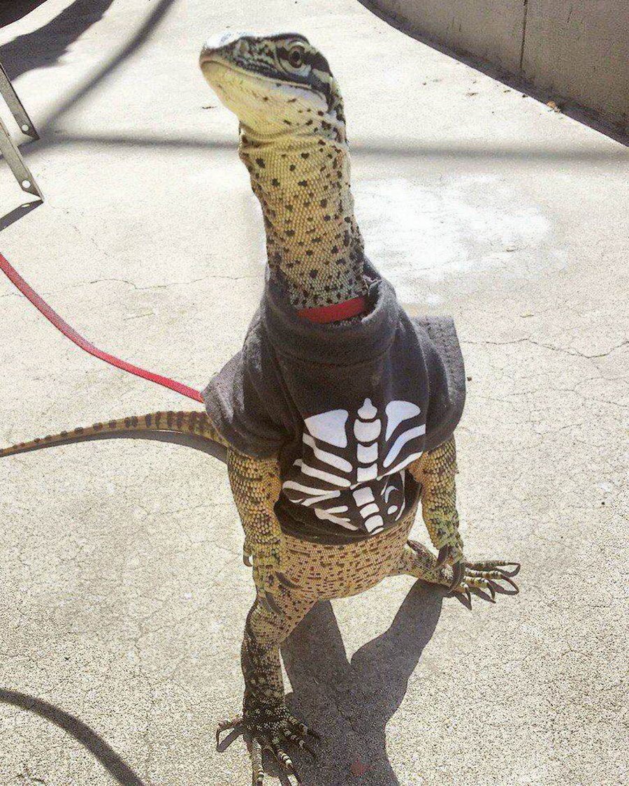 Аргусов Варан