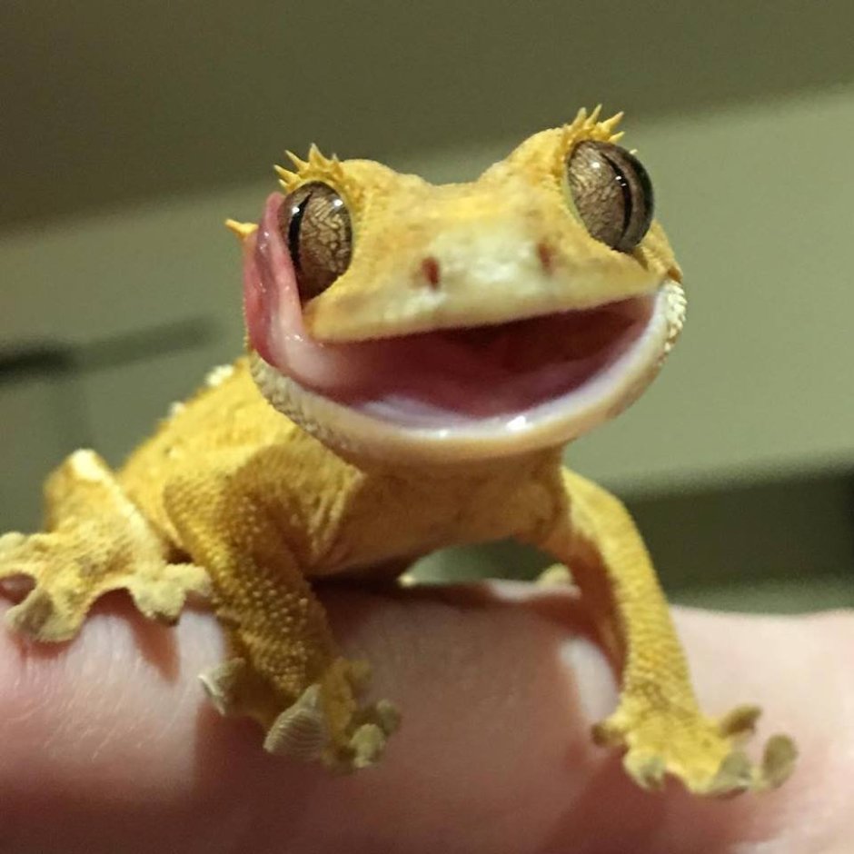 Геккон бананоед