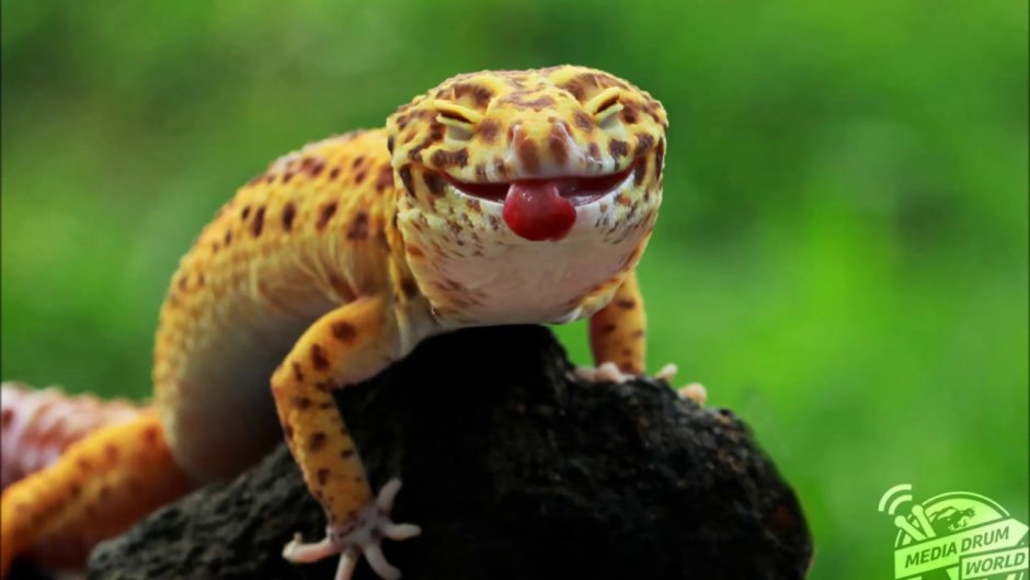 Смешные рептилии