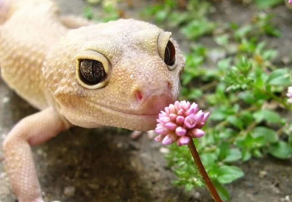 Эублефар бананоед