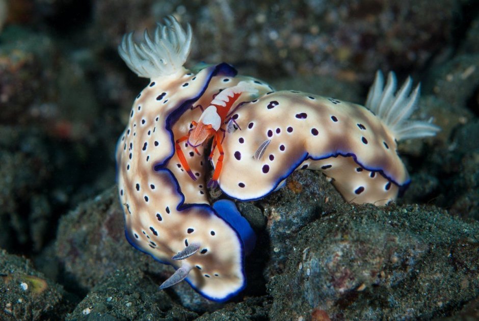 Самые удивительные морские животные
