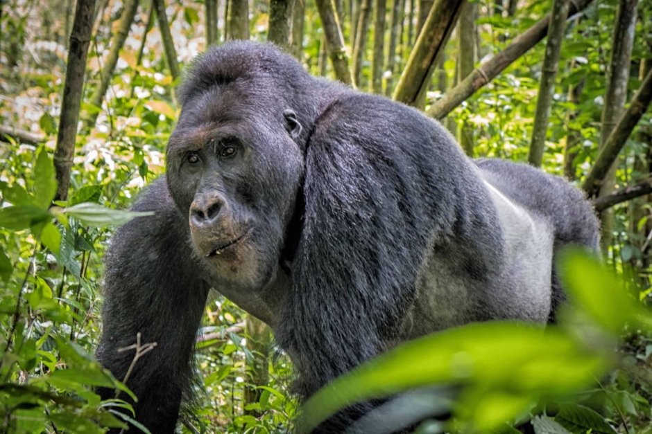 Kahuzi biega National Park Congo
