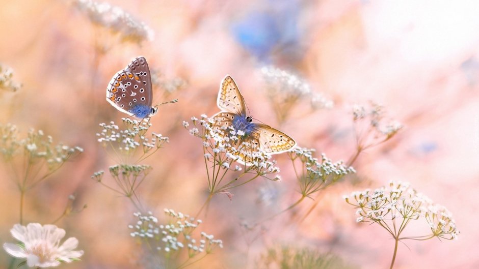Нежность природа