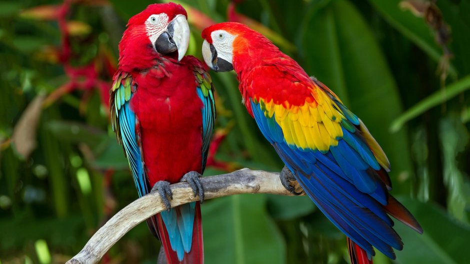 Попугай Macaw