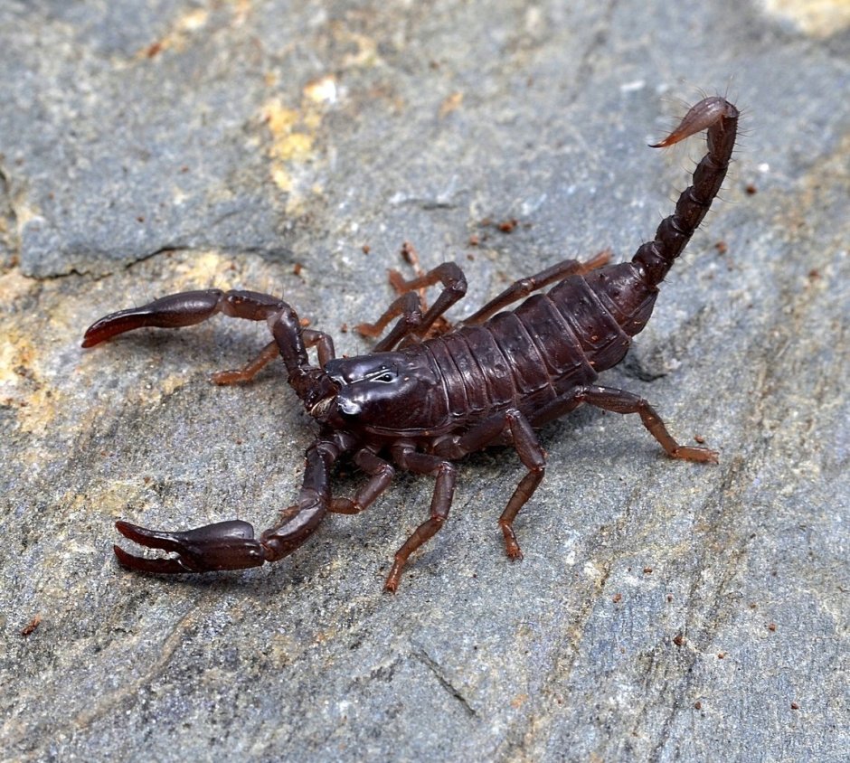 Heterometrus cyaneus