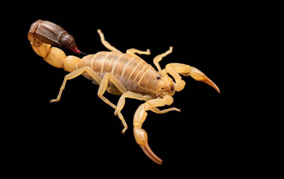 Скорпион Androctonus Australis