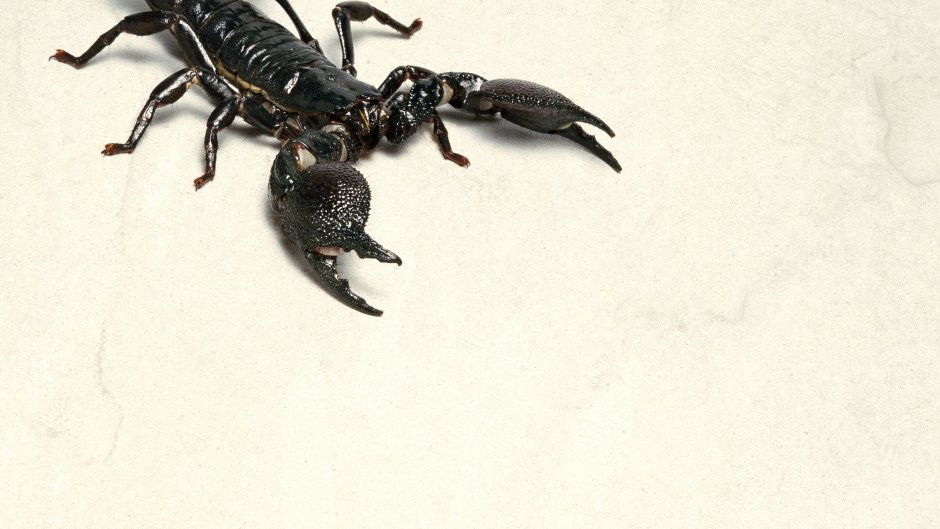 Chelifer cancroides - ложноскорпион