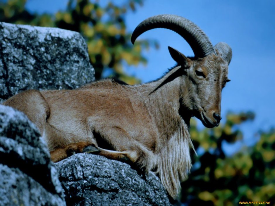 Wild Goat