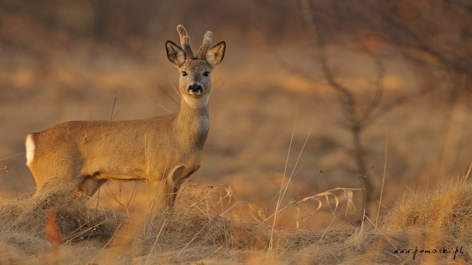 Косуля Сибирская (capreolus pygargus Pall.)