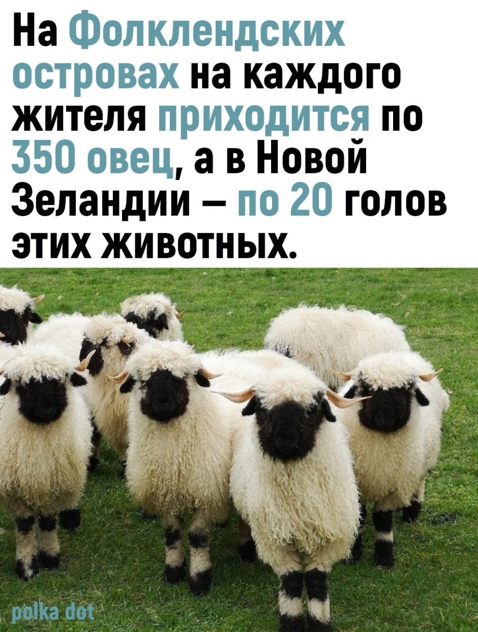 Овцы породы Вале (Valais)