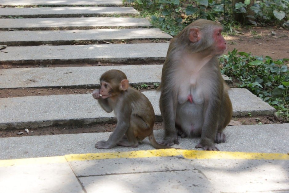 Akumal Monkey Sanctuary