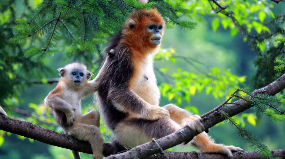 Monkey Park Китай