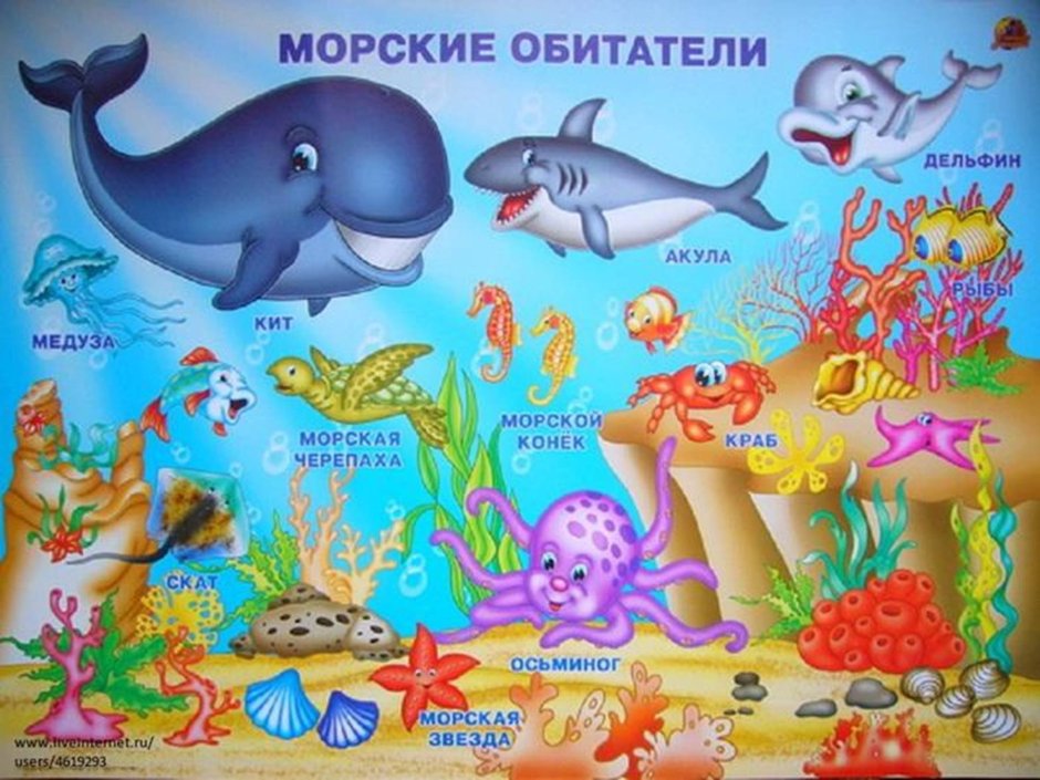 Животные морей и океанов для детей