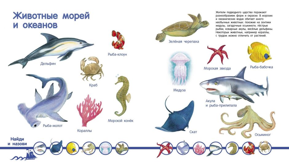 Животные морей и океанов для детей