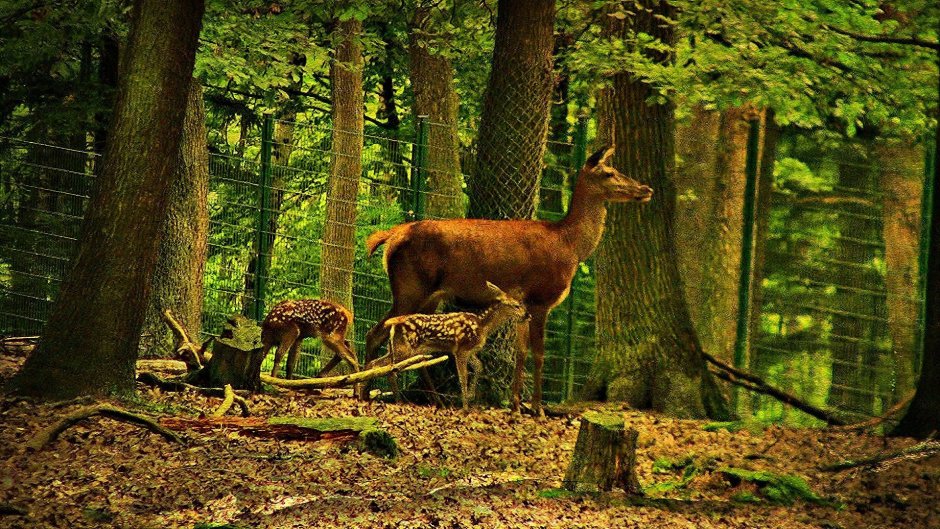 Косуля Самурский лес