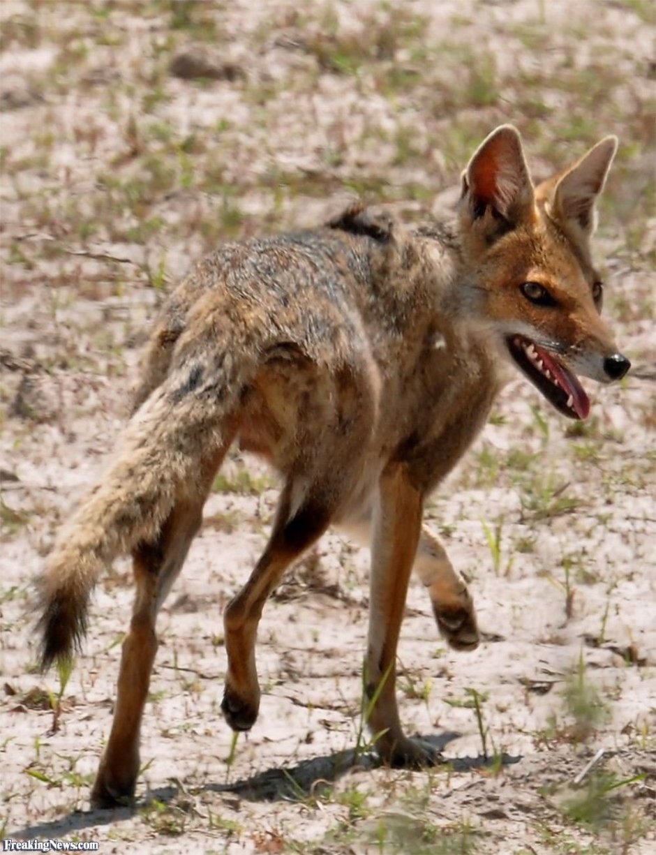 Pampas Fox