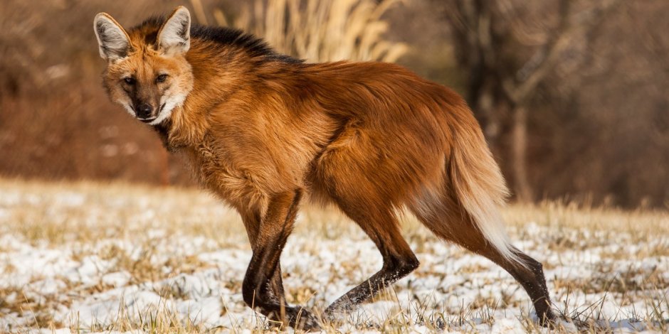 Гривистый волк Южной Америки