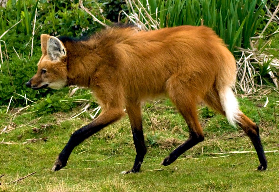 Гривистый волк Южной Америки
