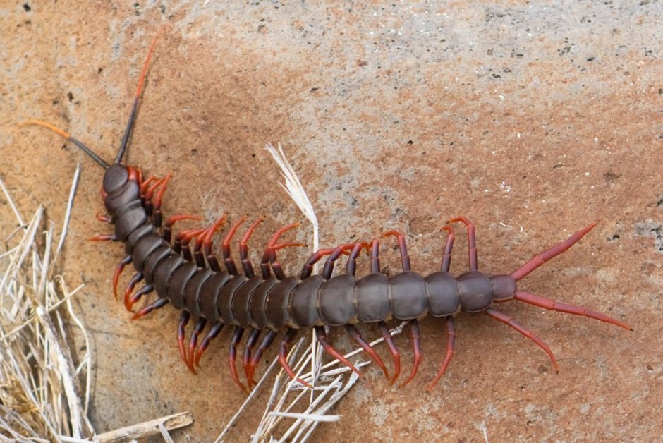 Сколопендры Cormocephalus coynei
