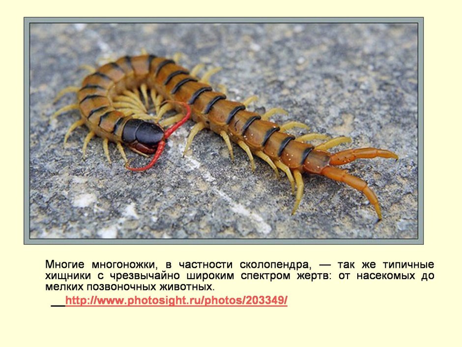Анатомия сколопендры