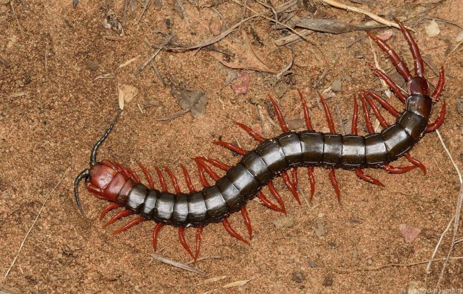 Cormocephalus nitidus