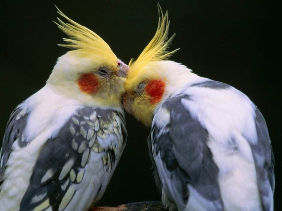 Cockatiel Bird