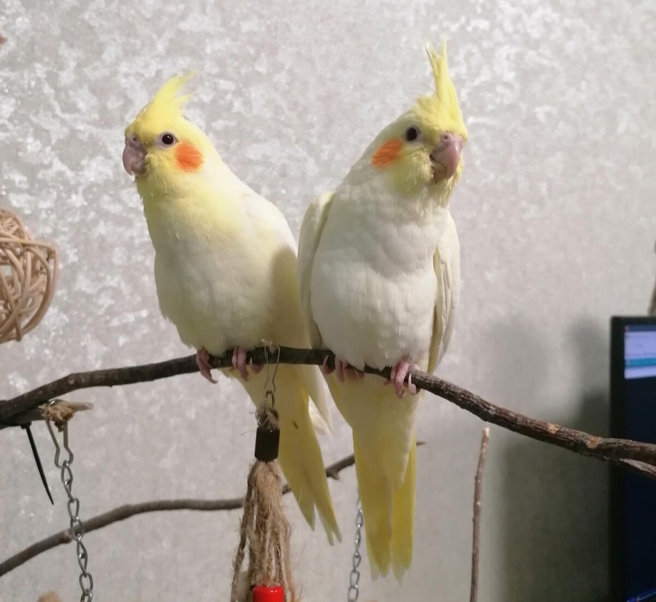 Австралия кореллы на улице