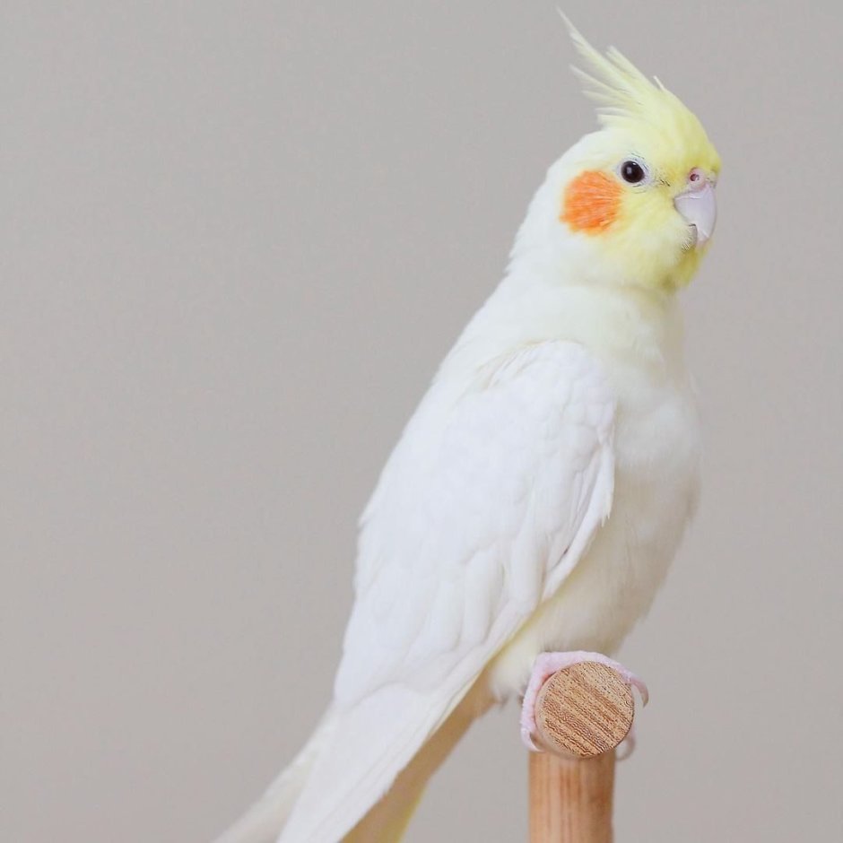 Корелла лютино