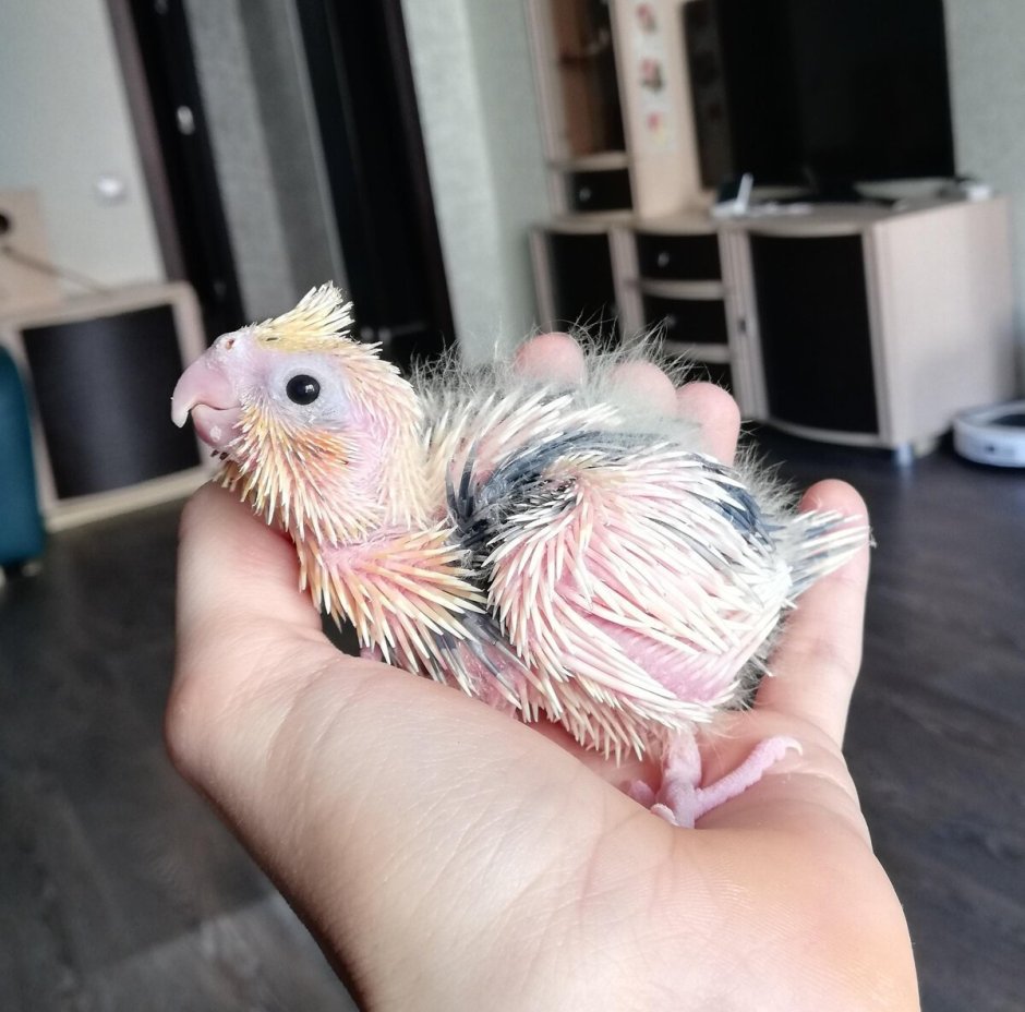Птенцы корелл