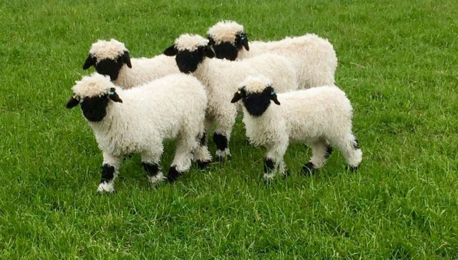 Valais Blacknose