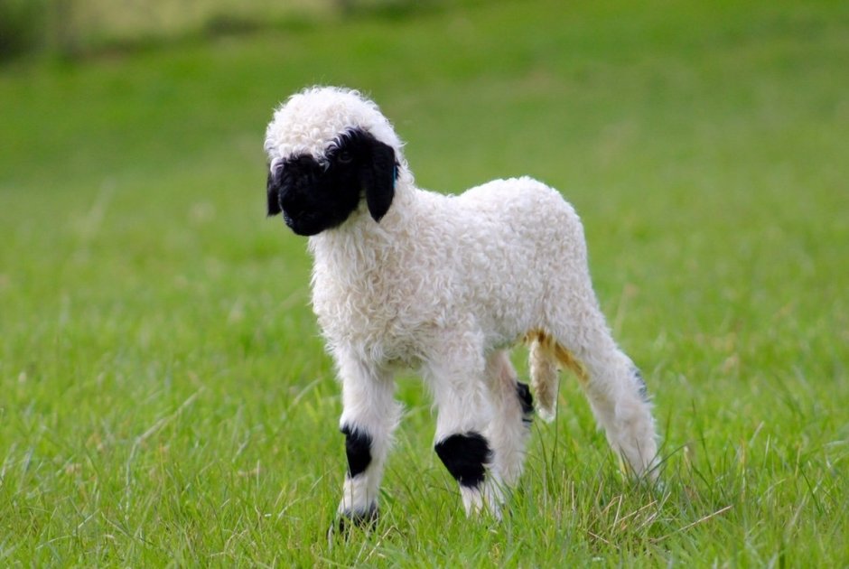 Valais Blacknose
