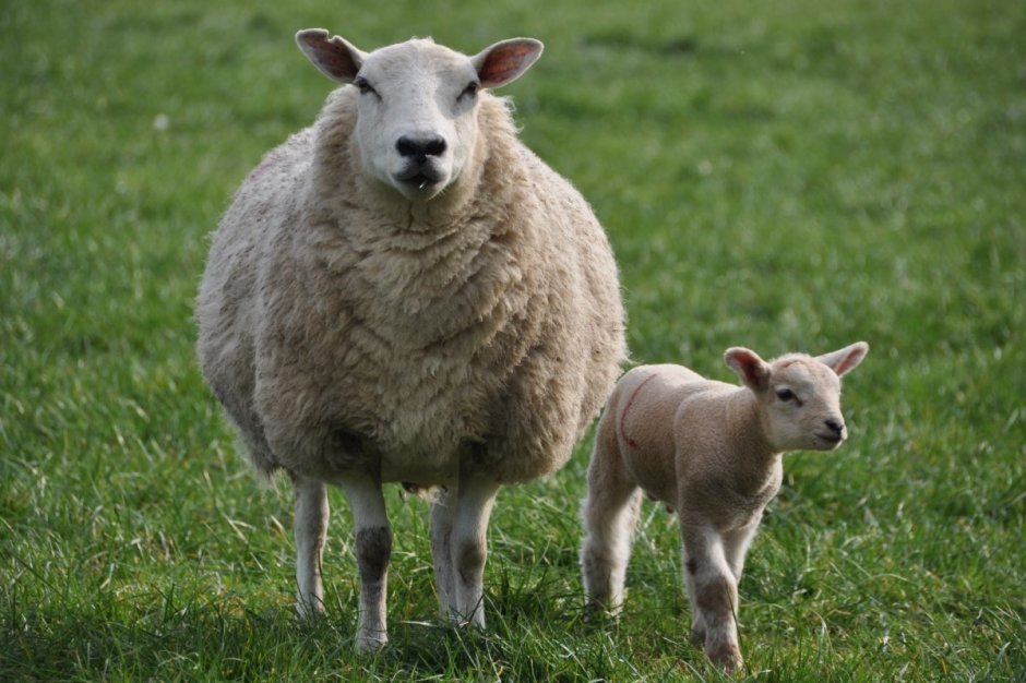 Овечка Lamb