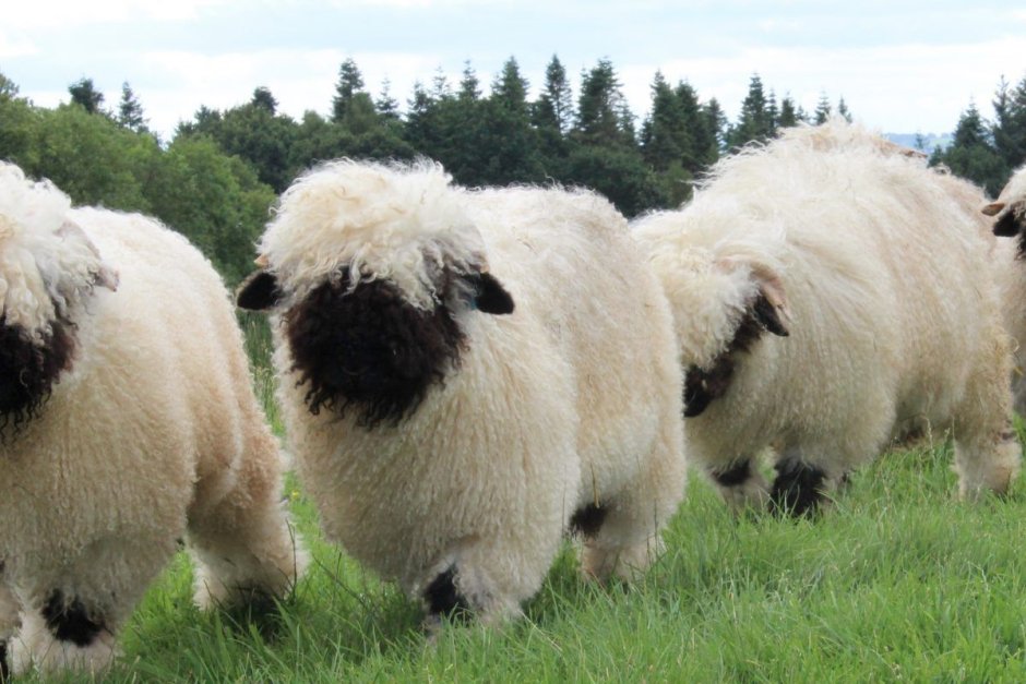 Valais Blacknose