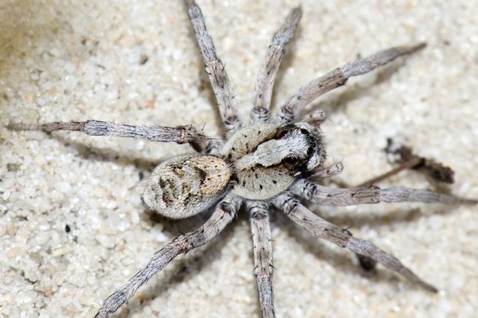 Большой серый паук