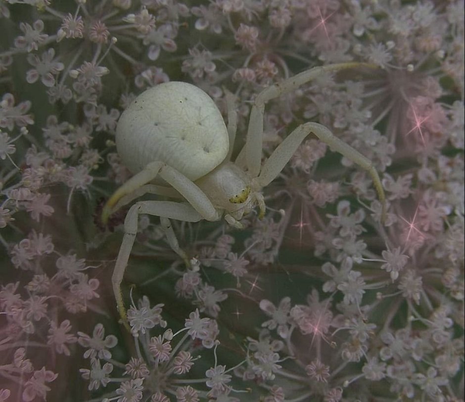 Каракурт альбинос паук