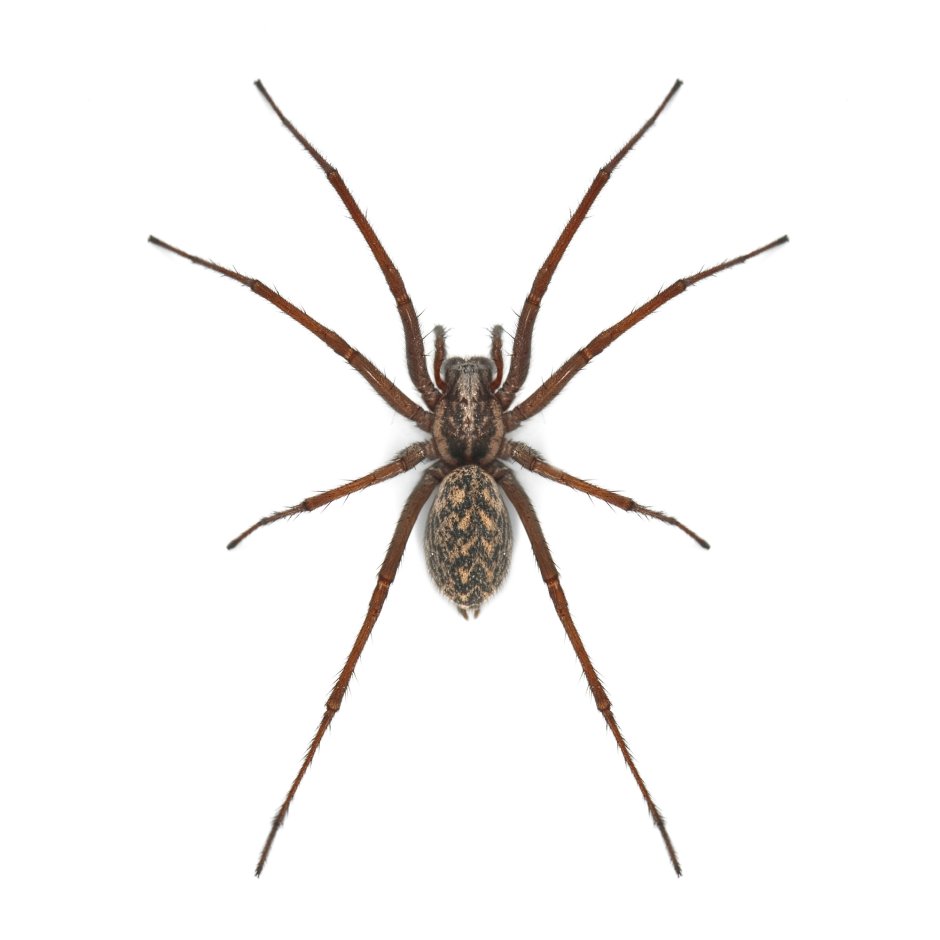 Паук на белом фоне