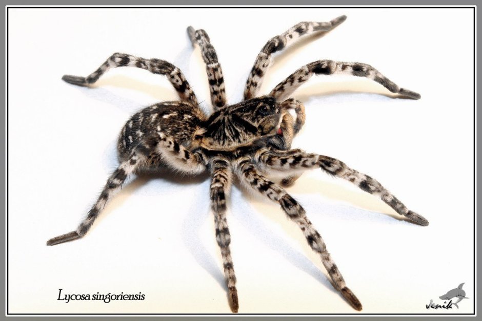 Южнорусский Тарантул (паук Мизгирь