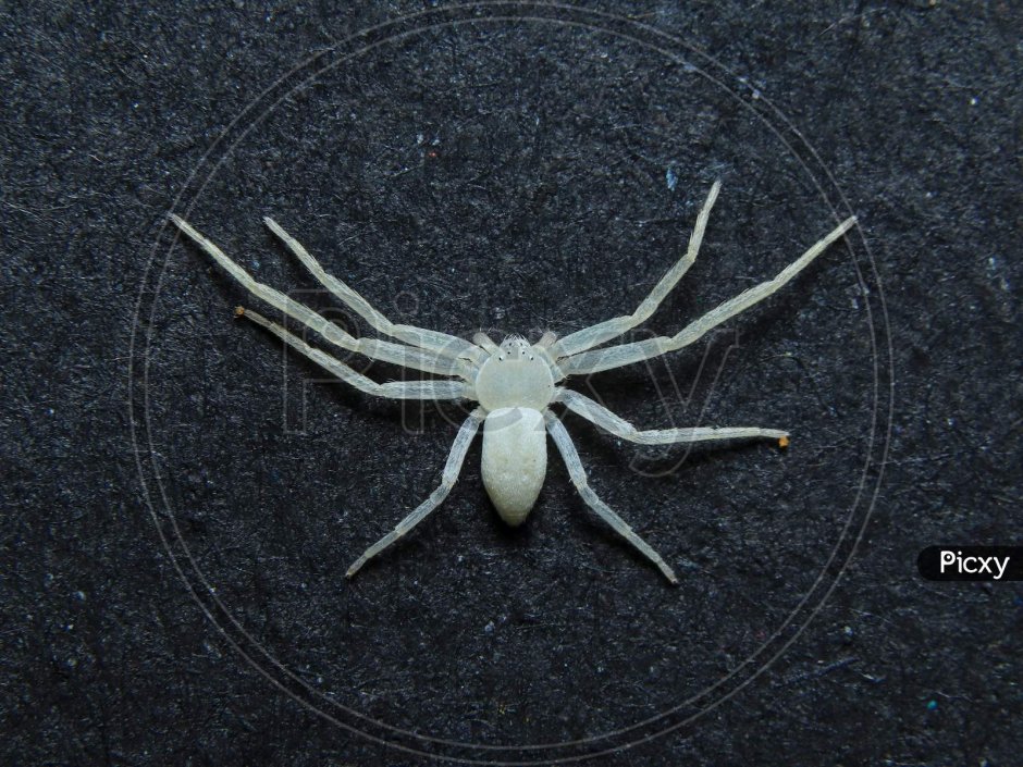 Южный белый паук Каракурт