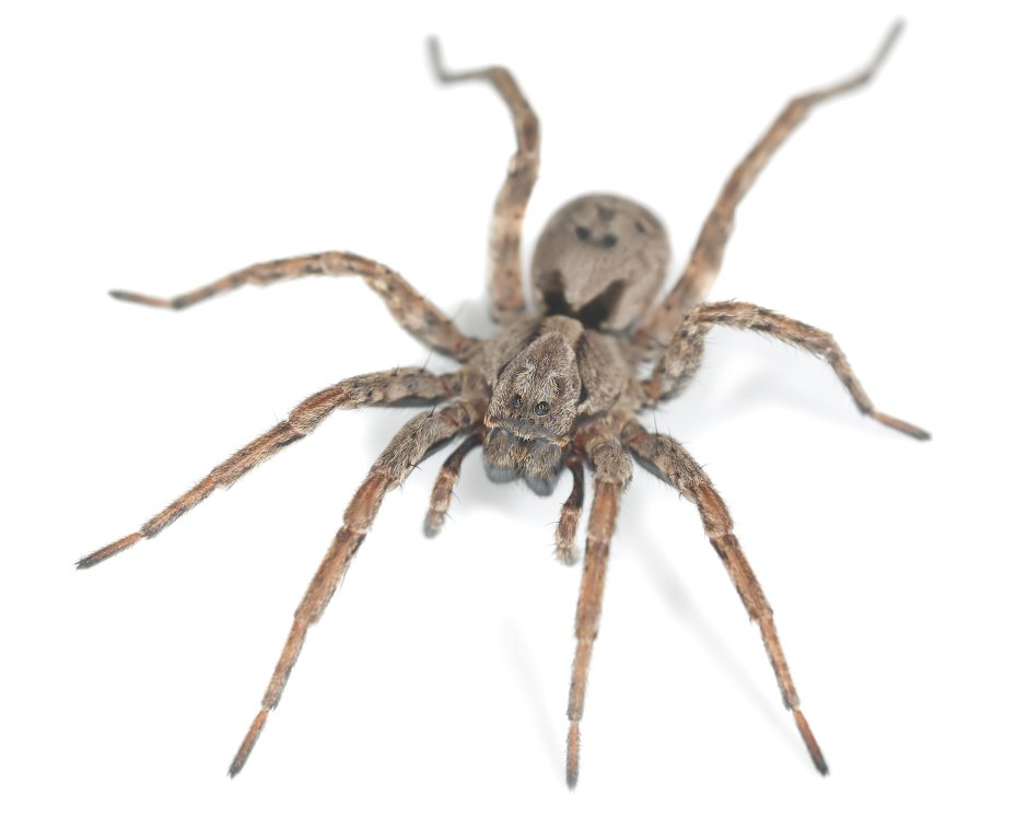Паук-волк Wolf Spider