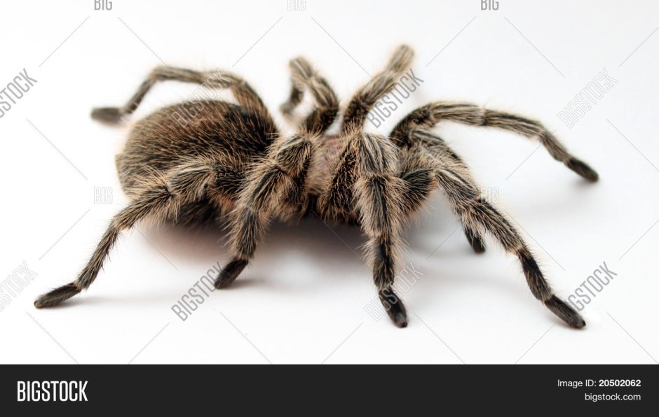 Паук пастельный волосатый здоровый игрушка