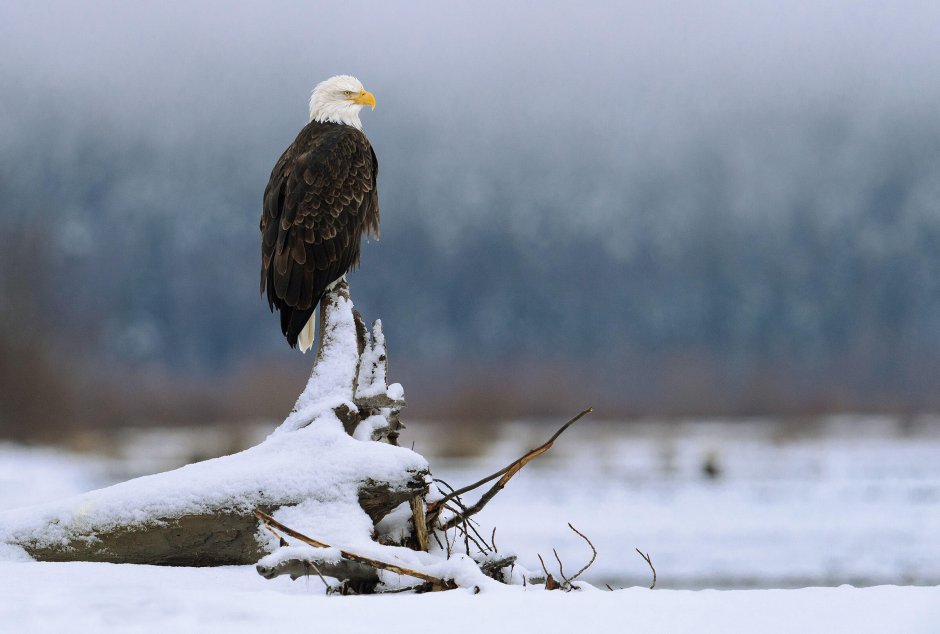 Eagle in the Snow