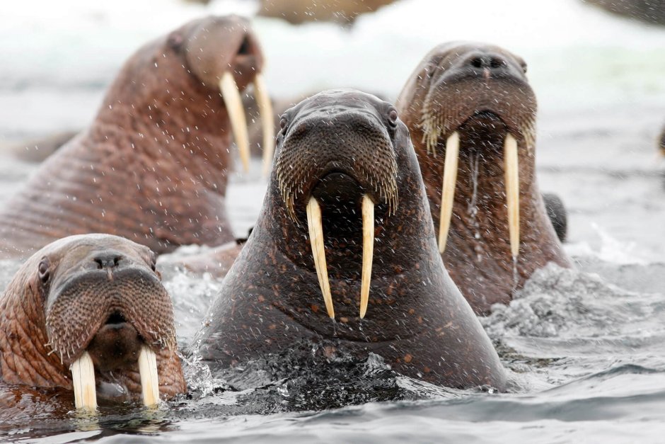Тихоокеанский морж (Odobenus rosmarus divergens)