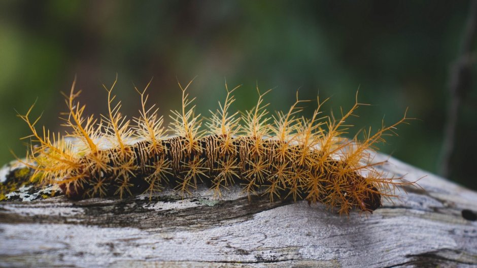 Lonomia obliqua моль