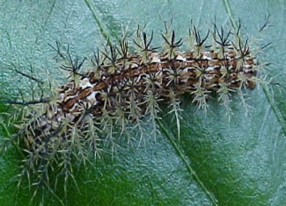 Lonomia obliqua гусеница