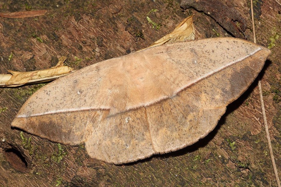 Lonomia obliqua бабочка