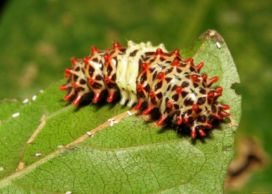 Cyclosia midamia гусеница