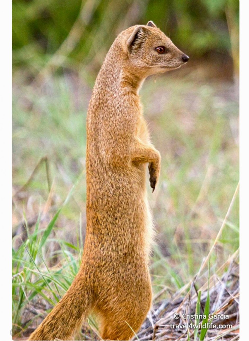 Королевский Мангуст