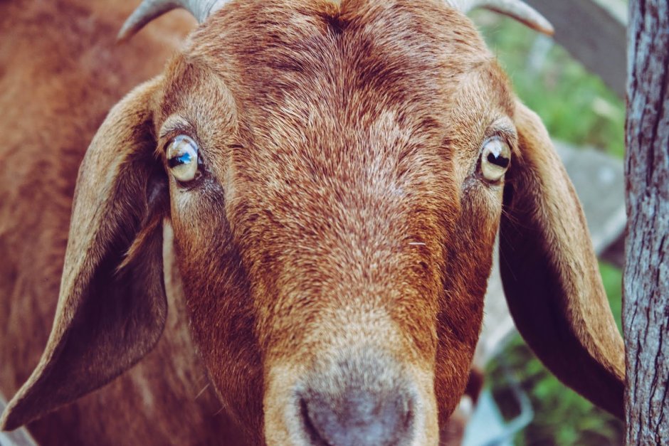 Goat Eyes man