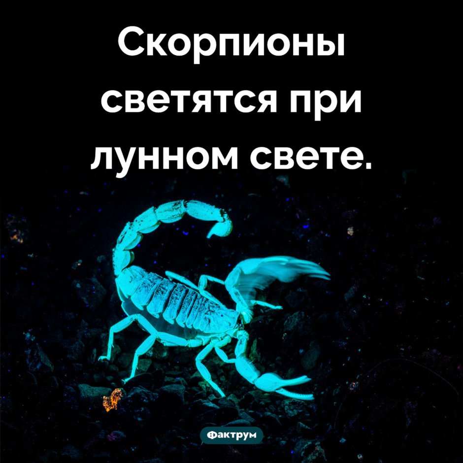 Скорпион светится