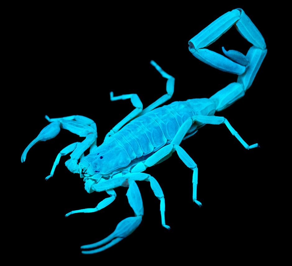 Светящиеся Скорпионы